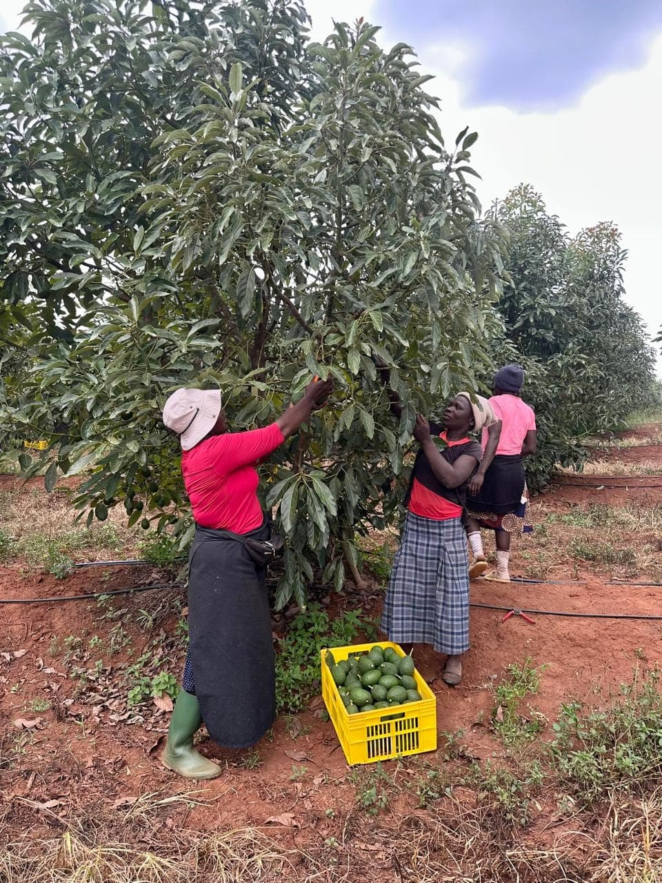 Ruguru harvesters hand-picking avocados into a yellow crate
