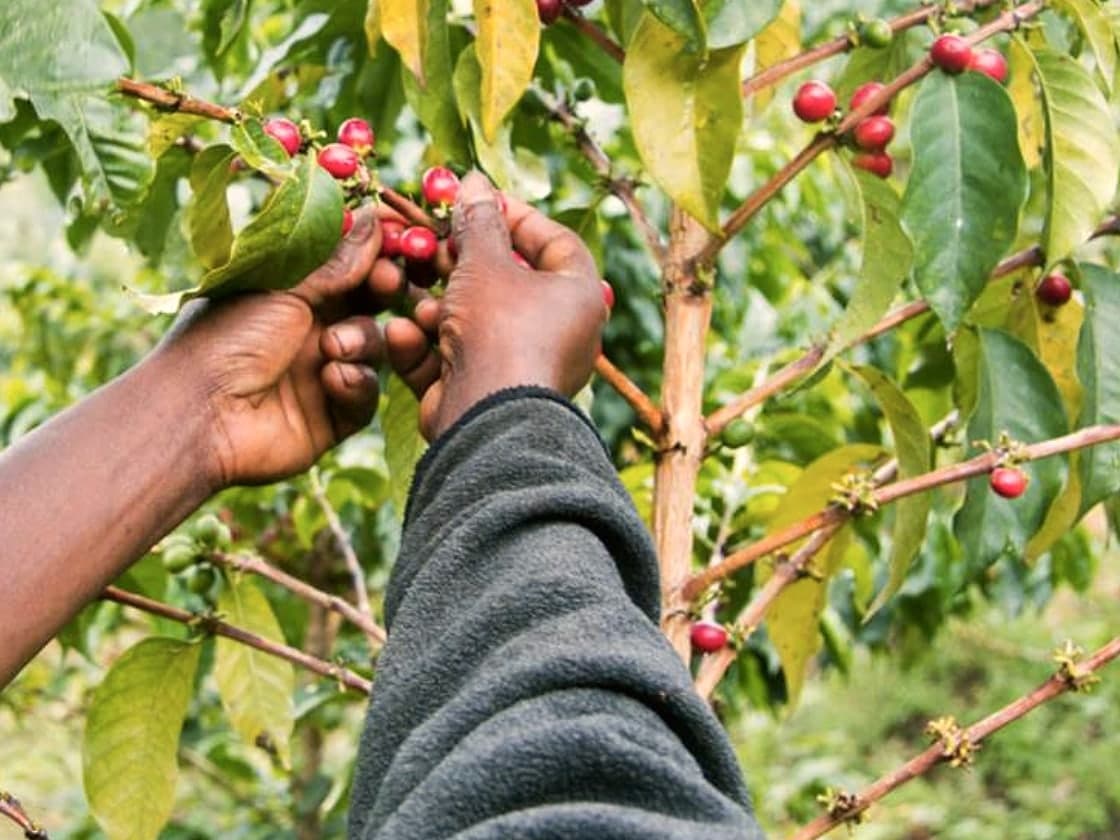Hands picking ripe red coffee cherries from the branch