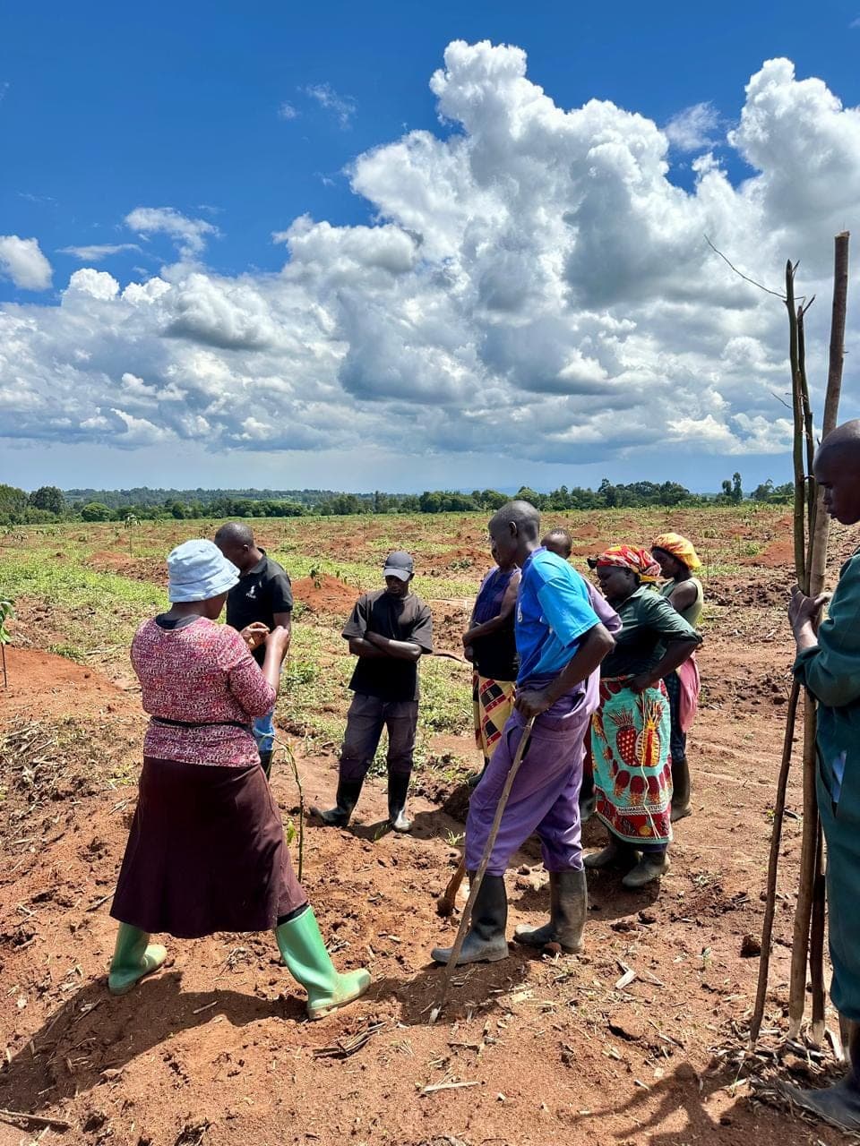 The field team preparing red soil for planting