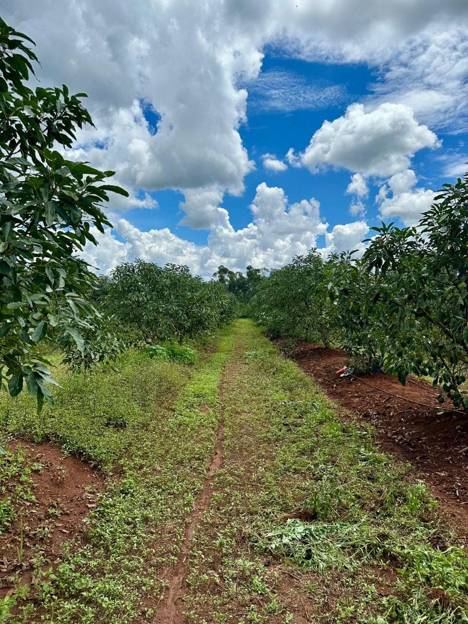 A grassy lane between avocado rows under tall clouds