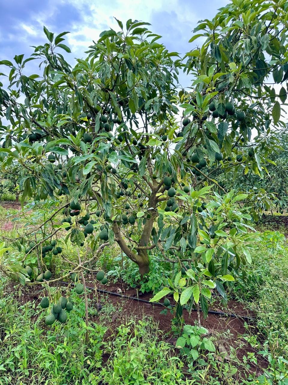A young avocado tree with a drip line at its base